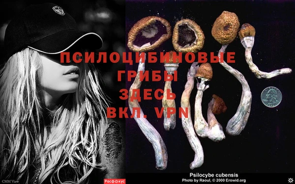 крисы Новозыбков